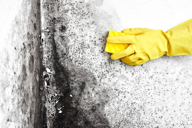 Best Industrial Mold Remediation  in Kokomo, IN
