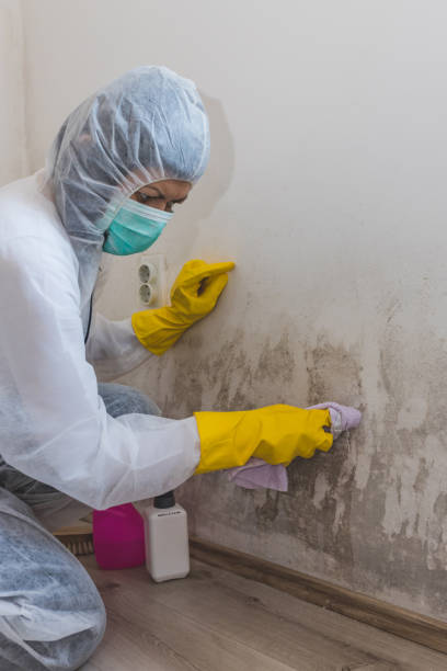 Best Residential Mold Inspection & Testing  in Kokomo, IN